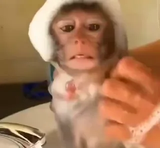 Video sticker 🐵 @Bhumika_2704 (Video Pack 4)