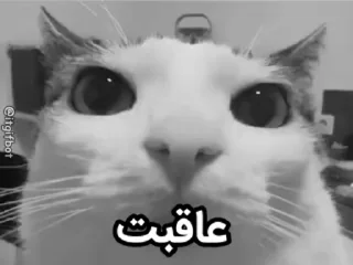 Video sticker 😐 ابولیشونم😼