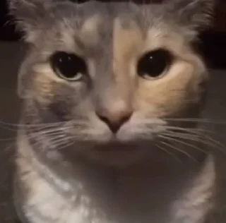 Video sticker 💀 ابولیشونم😼