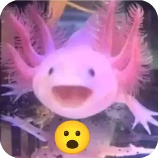 Telegram sticker 🙂 Memingos