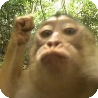 Video sticker 👄 pao