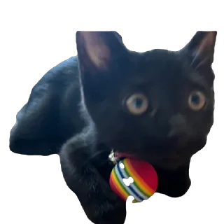 Video sticker 😌 BaD. M fun stickers