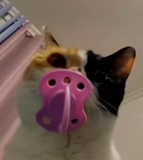 Video sticker 🍼 @stiki_tg_nah_canal