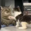 Video sticker 😕 𝑵𝒊𝒈𝒂�...