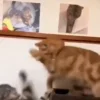 Video sticker 😠 𝑵𝒊𝒈𝒂�...