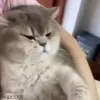 Video sticker 😒 𝑵𝒊𝒈𝒂�...