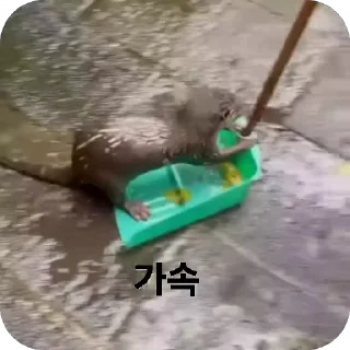 Video sticker 🌟 수달콘이당