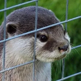 Telegram sticker 👀 수달콘이당