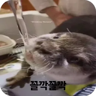 Video sticker 🌟 수달콘이당