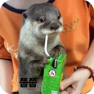 Telegram sticker 😳 수달콘이당