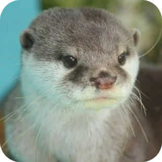 Sticker 🐦 수달콘이당