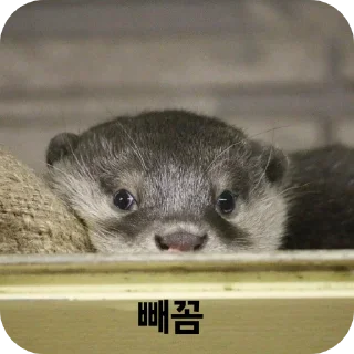 Telegram sticker 👀 수달콘이당