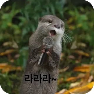 Telegram sticker 🎤 수달콘이당