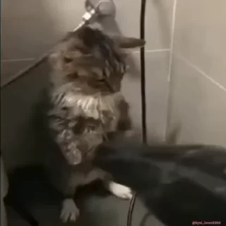 Video sticker 😡 die @IIIIIIIIIIIIIIIIIII