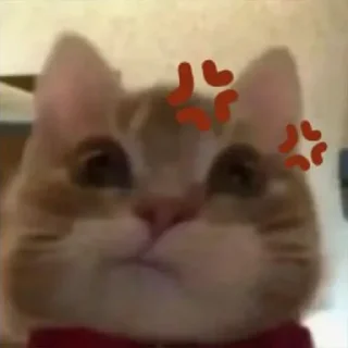 Video sticker 🐱 超 @lanren69
