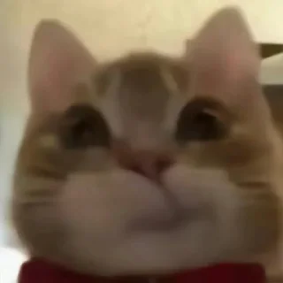 Video sticker 🐱 超 @lanren69
