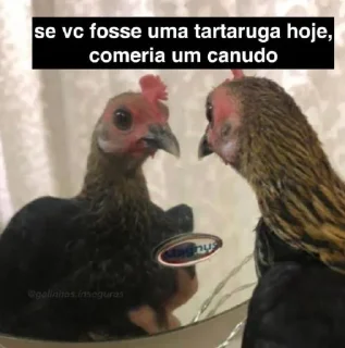 Video sticker 🥤 Aleatorios do Italo 4
