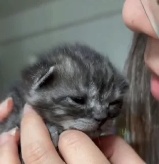 Video sticker 👂 Котайзеры ➞ @emoji_3