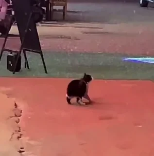 Video sticker ❄️ Котайзеры ➞ @emoji_3