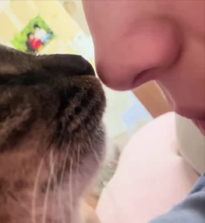 Video sticker 💋 Котайзеры ➞ @emoji_3