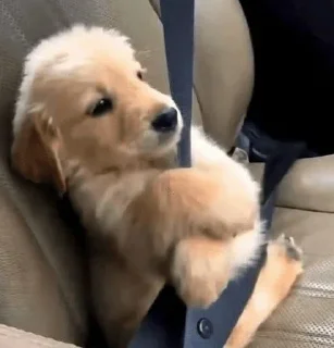 Video sticker 🥇 by: @ramonshadow