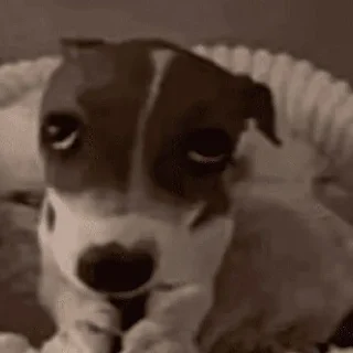 Video sticker 🥇 by: @ramonshadow