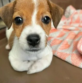 Telegram stiker 🥇 by: @ramonshadow