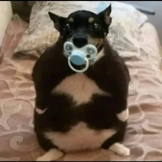 Video sticker 👀 TigerTiger