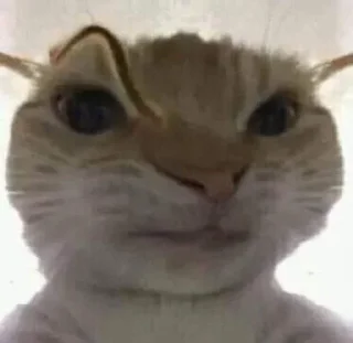 Video sticker 🤨 мяу :: @fStikBot