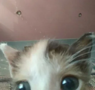 Video sticker 😮 мяу :: @fStikBot
