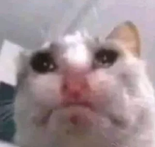 Telegram sticker 😞 мяу :: @fStikBot