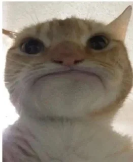 Telegram sticker ☹️ мяу :: @fStikBot