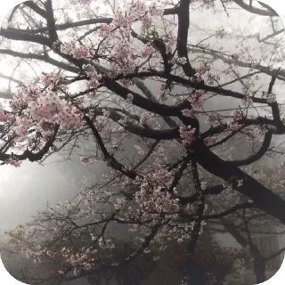 Telegram sticker 🫥 одадоза @stickerlolnpc