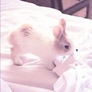 Sticker 🐰 ᭝݊sOft rabbit ⵓ @nyawrwar ⿴༘͜᭼̣ꪆ