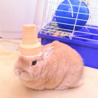 Video sticker 🐰 ᭝݊sOft rabbit ⵓ @nyawrwar ⿴༘͜᭼̣ꪆ