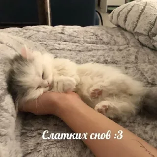 Telegram sticker 😴 Alona