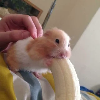 Video sticker 🐹 Alona