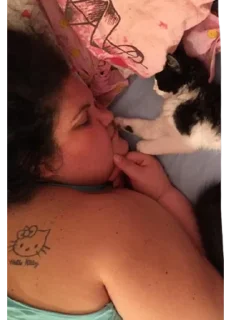 Sticker 🐈 Kiarona Nazionale