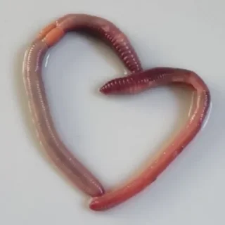 Telegram sticker 🪱 любими15 @lubimistick