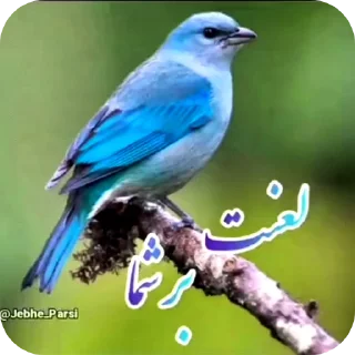 Telegram sticker 🐦 Elahi Bemirin