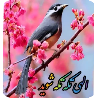 Video sticker 👍 Elahi Bemirin