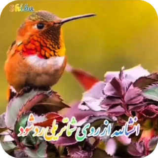 Telegram sticker 🐦 Elahi Bemirin