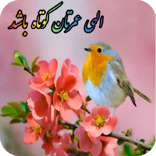 Video sticker 👍 Elahi Bemirin