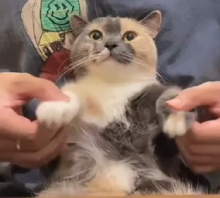 Video sticker 👍 Random pack ♡ @Tu_cuchurrumin :: @fStikBot