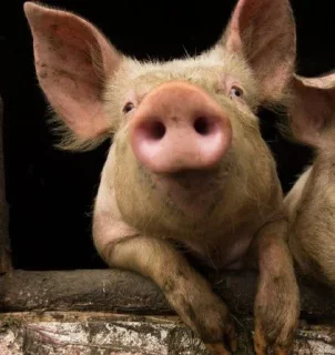 Video sticker 🌟 Свиньи шотают 💀💀разраб->@T_NO1NE :: @fStikBot