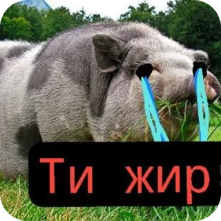 Telegram sticker 👍 Свиньи шотают 💀💀разраб->@T_NO1NE :: @fStikBot