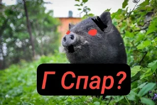 Sticker 🌟 Свиньи шотают 💀💀разраб->@T_NO1NE :: @fStikBot