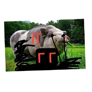 Telegram sticker 🐦 Свиньи шотают 💀💀разраб->@T_NO1NE :: @fStikBot