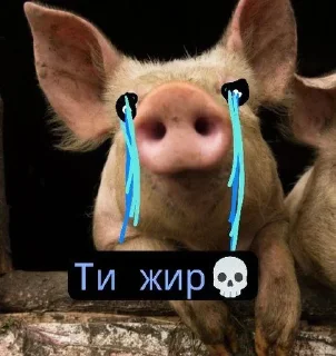 Video sticker 🌟 Свиньи шотают 💀💀разраб->@T_NO1NE :: @fStikBot