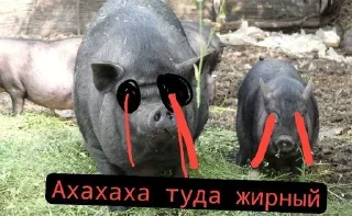 Video sticker 🌟 Свиньи шотают 💀💀разраб->@T_NO1NE :: @fStikBot